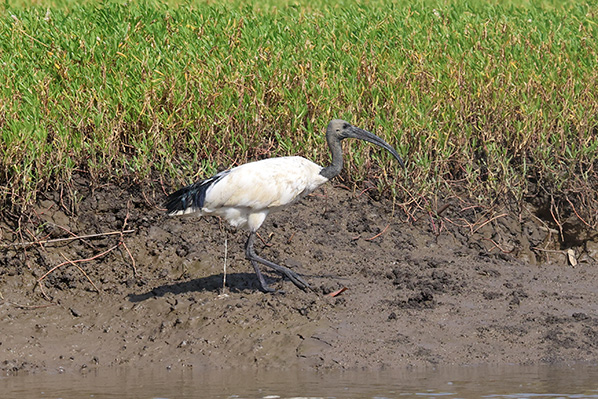 Sacred Ibis